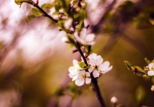 Spring flowers abstract background